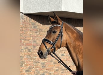 Hanoverian, Mare, 7 years, 16 hh, Brown