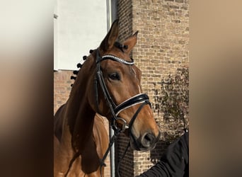 Hanoverian, Mare, 7 years, 16 hh, Brown