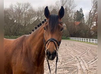 Hanoverian, Mare, 7 years, 16 hh, Brown