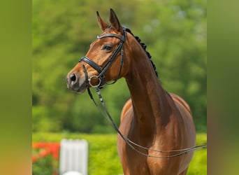 Hanoverian, Mare, 7 years, 16 hh, Brown
