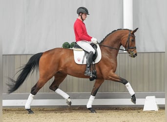 Hanoverian, Mare, 7 years, 16 hh, Brown