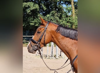 Hanoverian, Mare, 7 years, 16 hh, Brown