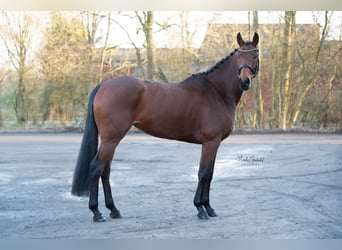 Hanoverian, Mare, 7 years, 16 hh, Brown