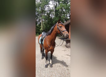 Hanoverian, Mare, 7 years, 16 hh, Brown