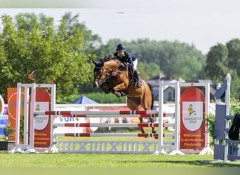 Hanoverian, Mare, 7 years, 16 hh, Brown-Light