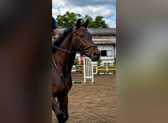 Hanoverian, Mare, 7 years, 16 hh, Brown