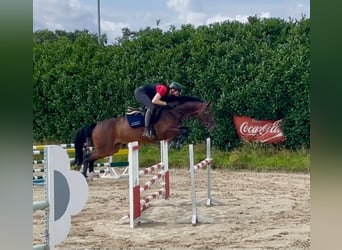 Hanoverian, Mare, 7 years, 16 hh, Brown