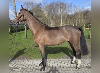 Hanoverian, Mare, 7 years, 16 hh, Brown