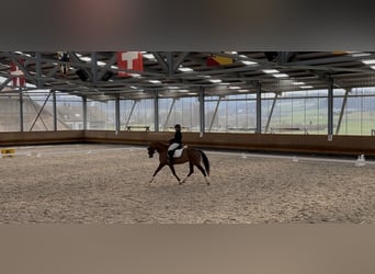 Hanoverian, Mare, 7 years, 16 hh, Chestnut