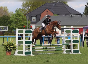 Hanoverian, Mare, 7 years, 16 hh, Chestnut-Red