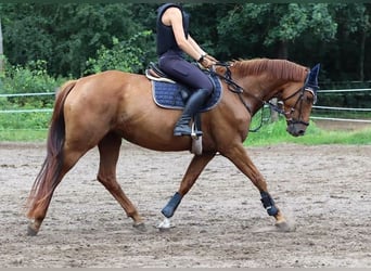 Hanoverian, Mare, 7 years, 16 hh, Chestnut-Red