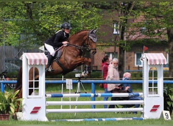 Hanoverian, Mare, 7 years, 16 hh, Chestnut-Red