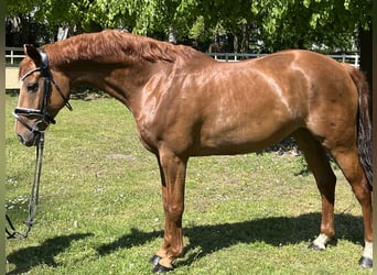 Hanoverian, Mare, 7 years, 16 hh, Chestnut-Red