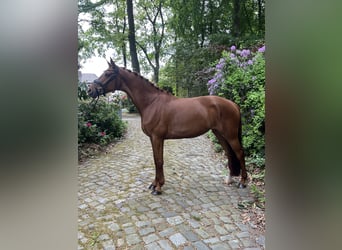 Hanoverian, Mare, 7 years, 16 hh, Chestnut-Red