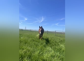 Hanoverian, Mare, 7 years, 16 hh, Chestnut-Red
