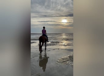 Hanoverian, Mare, 7 years, 16 hh, Chestnut-Red