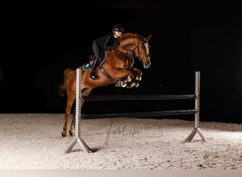 Hanoverian, Mare, 7 years, 16 hh, Chestnut-Red