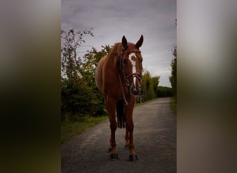 Hanoverian, Mare, 7 years, 16 hh, Chestnut-Red