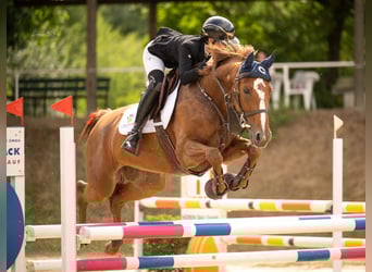 Hanoverian, Mare, 7 years, 16 hh, Chestnut-Red