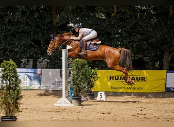 Hanoverian, Mare, 7 years, 16 hh, Chestnut-Red Hanoverian, Mare, 7 years, 16 hh, Chestnut-Red