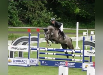 Hanoverian, Mare, 7 years, 16 hh, Gray