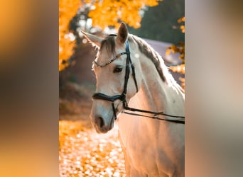 Hanoverian, Mare, 7 years, 16 hh, Grey-Dapple