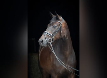 Hanoverian, Mare, 7 years, 16,1 hh, Bay-Dark