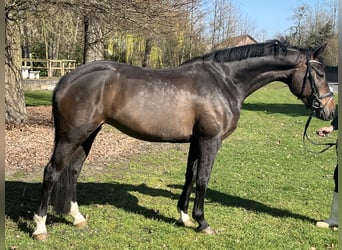 Hanoverian, Mare, 7 years, 16,1 hh, Bay-Dark