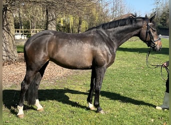 Hanoverian, Mare, 7 years, 16,1 hh, Bay-Dark