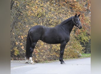 Hanoverian, Mare, 7 years, 16,1 hh, Bay-Dark