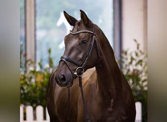 Hanoverian, Mare, 7 years, 16,1 hh, Bay-Dark