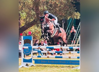 Hanoverian, Mare, 7 years, 16,1 hh, Bay-Dark