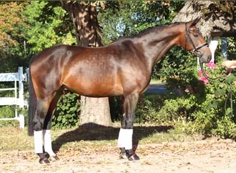 Hanoverian, Mare, 7 years, 16,1 hh, Brown