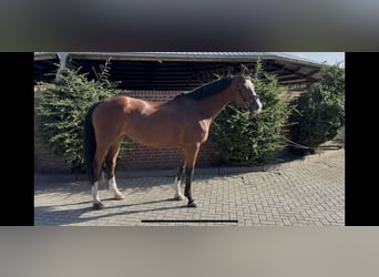 Hanoverian, Mare, 7 years, 16,1 hh, Brown