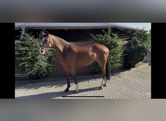 Hanoverian, Mare, 7 years, 16,1 hh, Brown