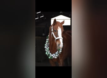 Hanoverian, Mare, 7 years, 16,1 hh, Chestnut