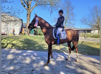 Hanoverian, Mare, 7 years, 16,1 hh, Chestnut