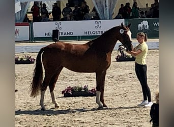 Hanoverian, Mare, 7 years, 16,1 hh, Chestnut-Red