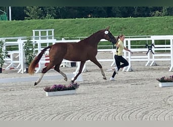 Hanoverian, Mare, 7 years, 16,1 hh, Chestnut-Red
