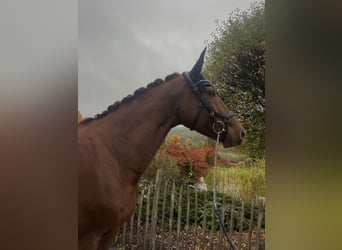 Hanoverian, Mare, 7 years, 16,1 hh, Chestnut-Red