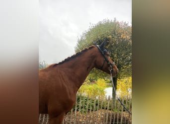 Hanoverian, Mare, 7 years, 16,1 hh, Chestnut-Red