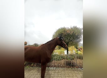 Hanoverian, Mare, 7 years, 16,1 hh, Chestnut-Red