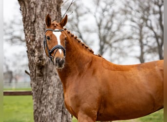Hanoverian, Mare, 7 years, 16,1 hh, Chestnut-Red