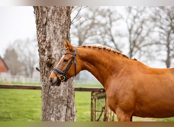 Hanoverian, Mare, 7 years, 16,1 hh, Chestnut-Red