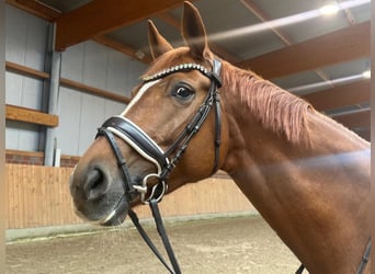 Hanoverian, Mare, 7 years, 16,1 hh, Chestnut-Red