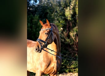 Hanoverian, Mare, 7 years, 16,1 hh, Chestnut-Red