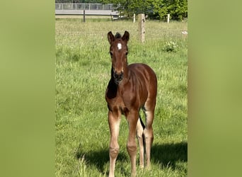 Hanoverian, Mare, 7 years, 16,1 hh, Gray