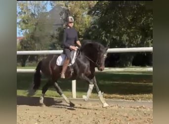 Hanoverian, Mare, 7 years, 16,2 hh, Bay-Dark
