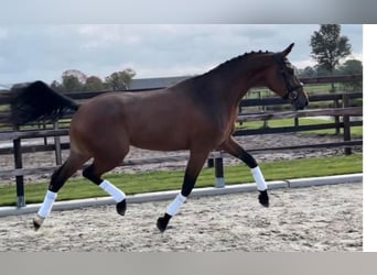 Hanoverian, Mare, 7 years, 16,2 hh, Brown