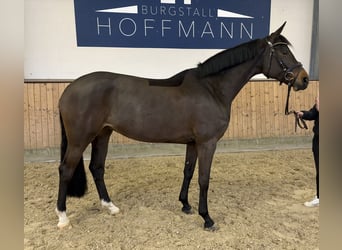 Hanoverian, Mare, 7 years, 16,2 hh, Brown
